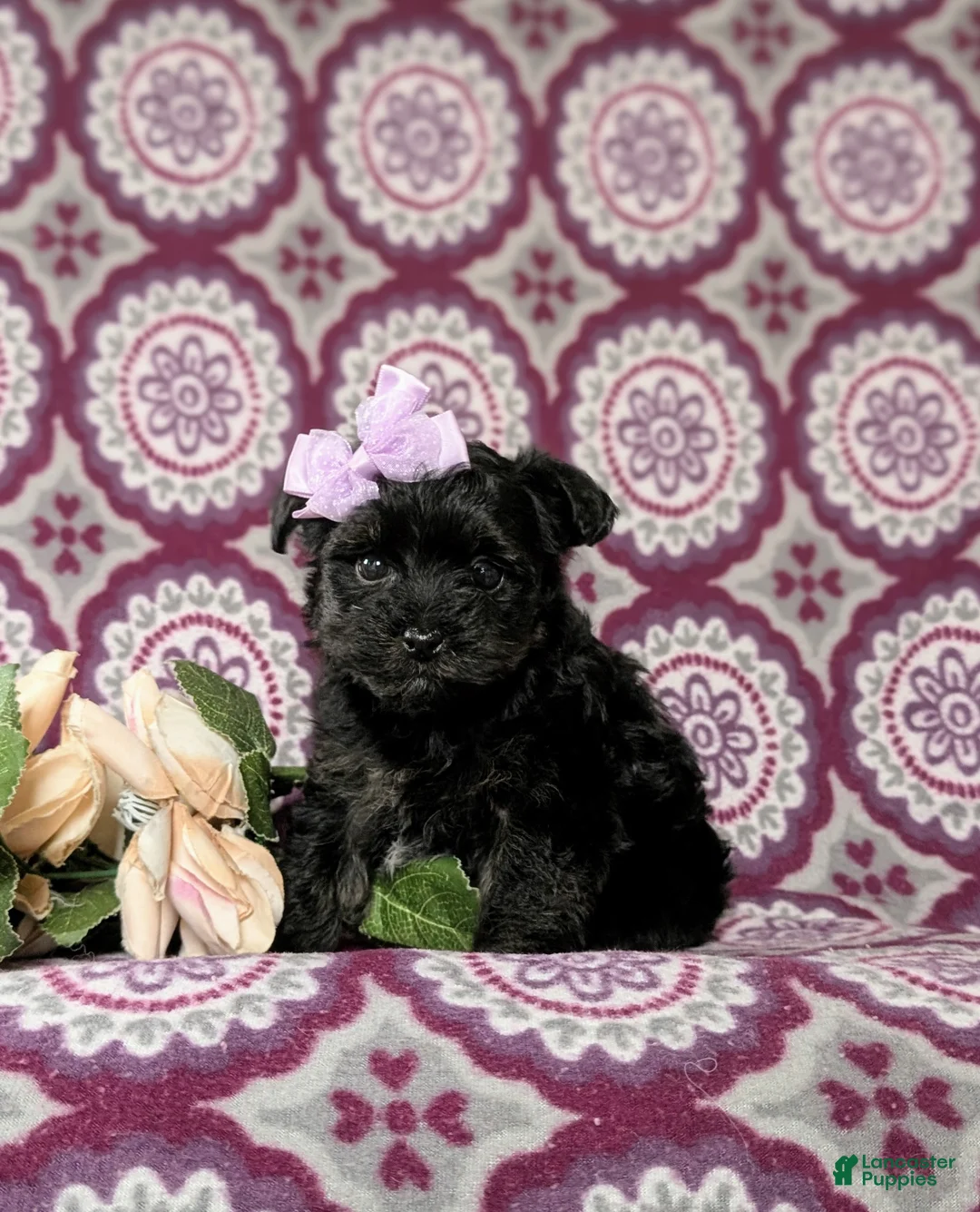 Yorkiepoo dogs for sale: Jolie - Ad 2