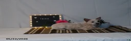 Australian Cattle Dog dogs for sale: Trixie - Ad 7