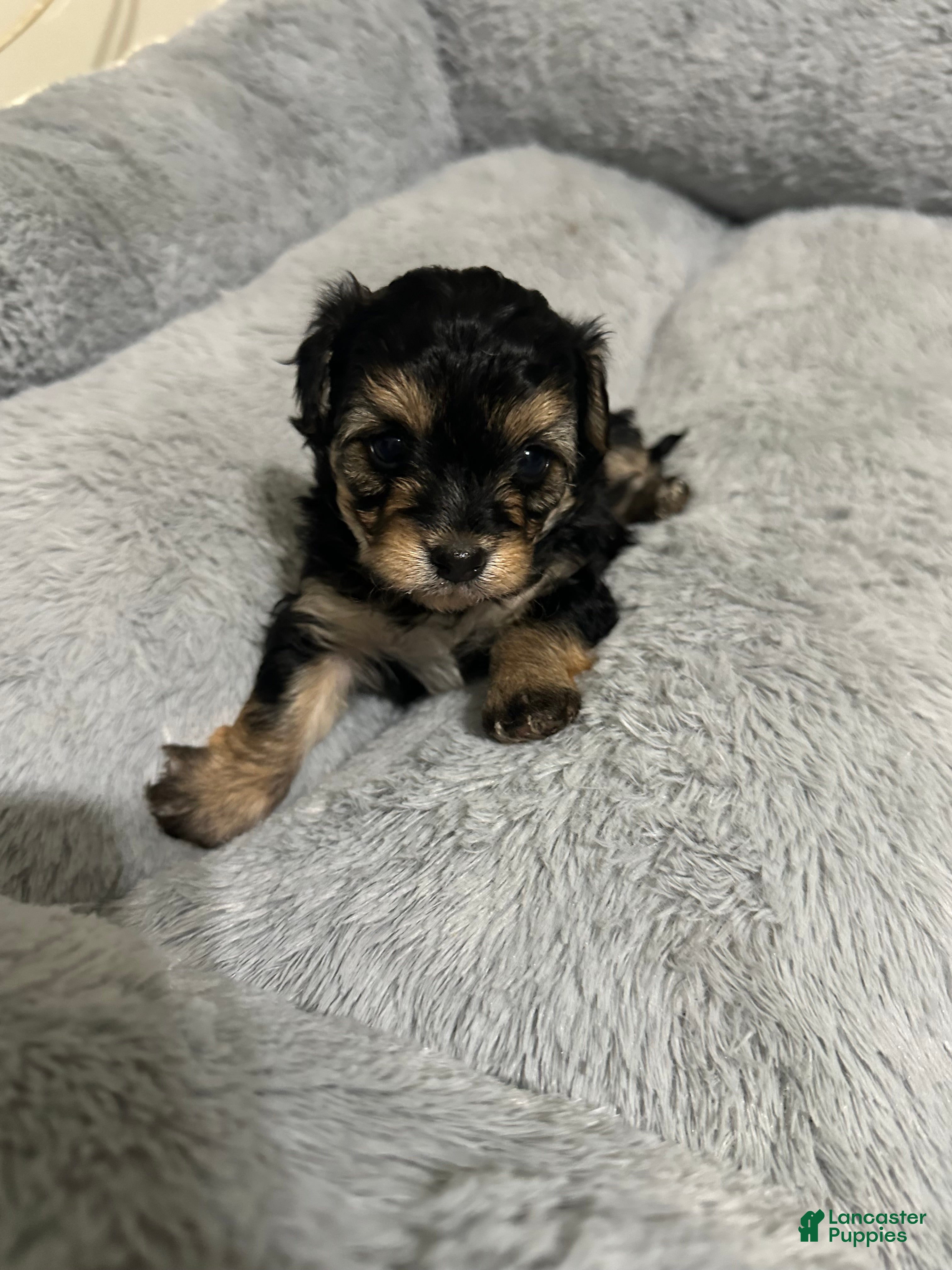 Mixed Breed dogs Mixed Breed Puppy 3 - Ad 24