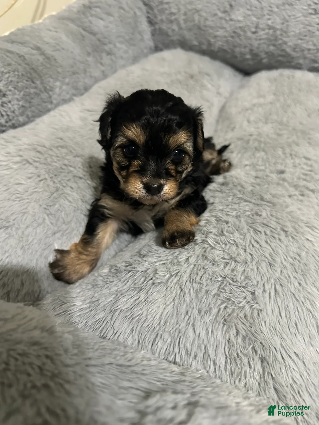 Mixed Breed dogs for sale: Mixed Breed Puppy 3 - Ad 1