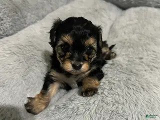 Mixed Breed dogs Mixed Breed Puppy 3 - Ad 24