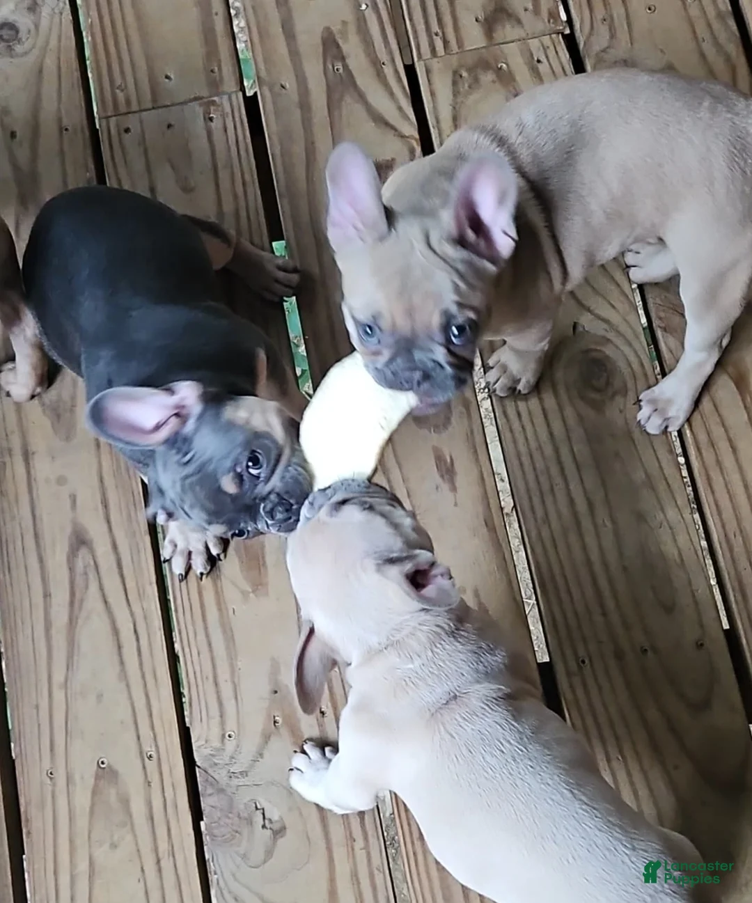 French Bulldog dogs for sale: Princess Chonk - Ad 2