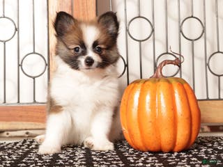 Pomeranian dogs Misty Female Pomeranian Puppy - Ad 8