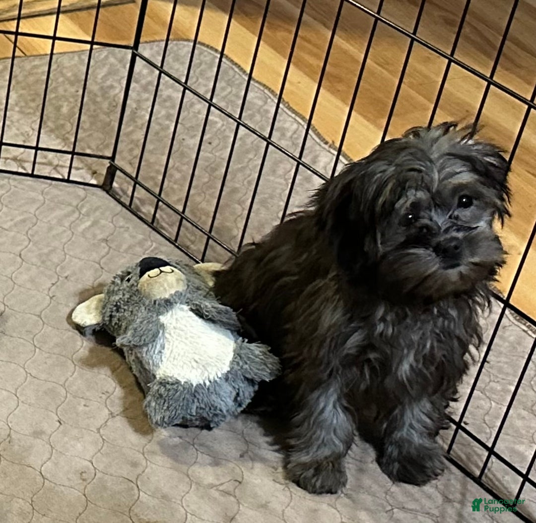 Shihpoo dogs for sale: Shihpoo Puppy 4 - Ad 5