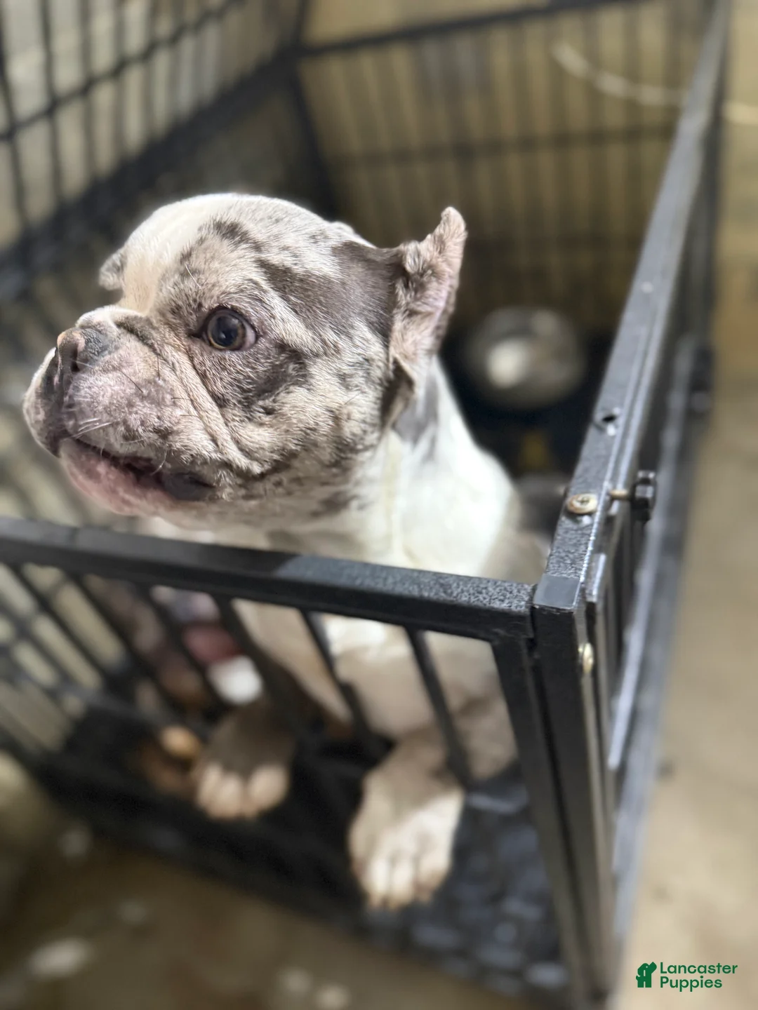 Mixed Breed dogs for sale: Mixed Breed Puppy 1 - Ad 2