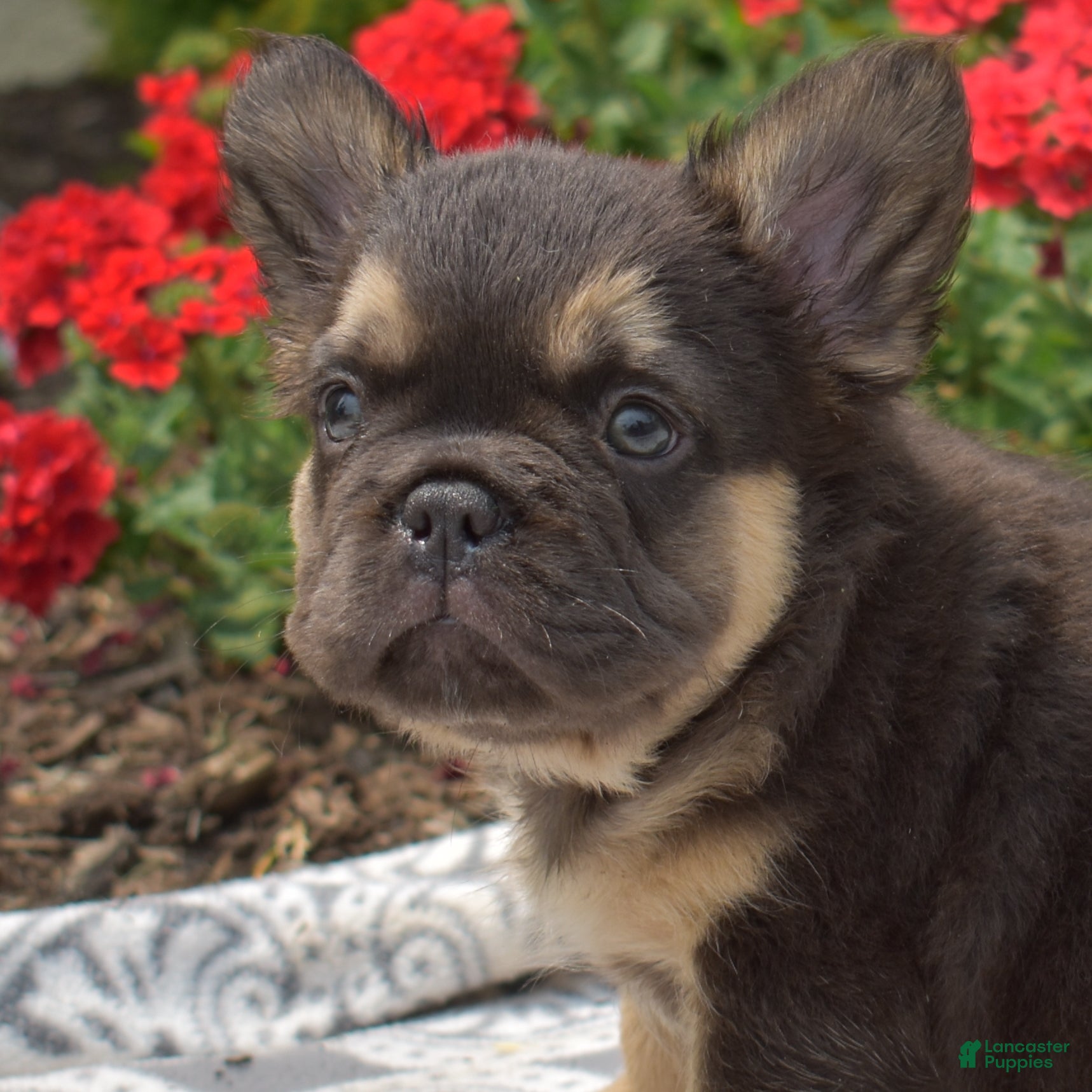 French Bulldog dogs Colby - Ad 2