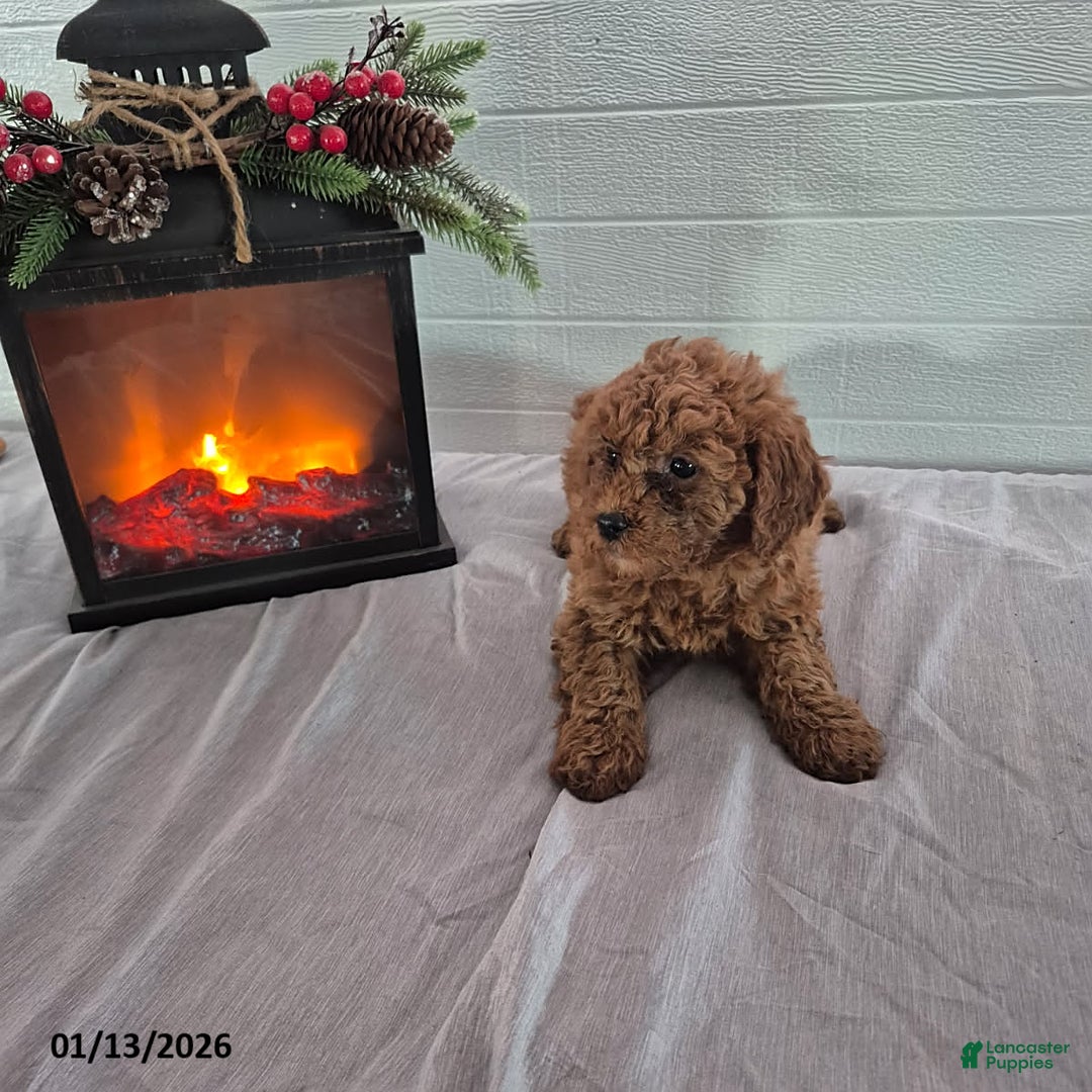 Mini Goldendoodle dogs for sale: Hazel - Ad 3