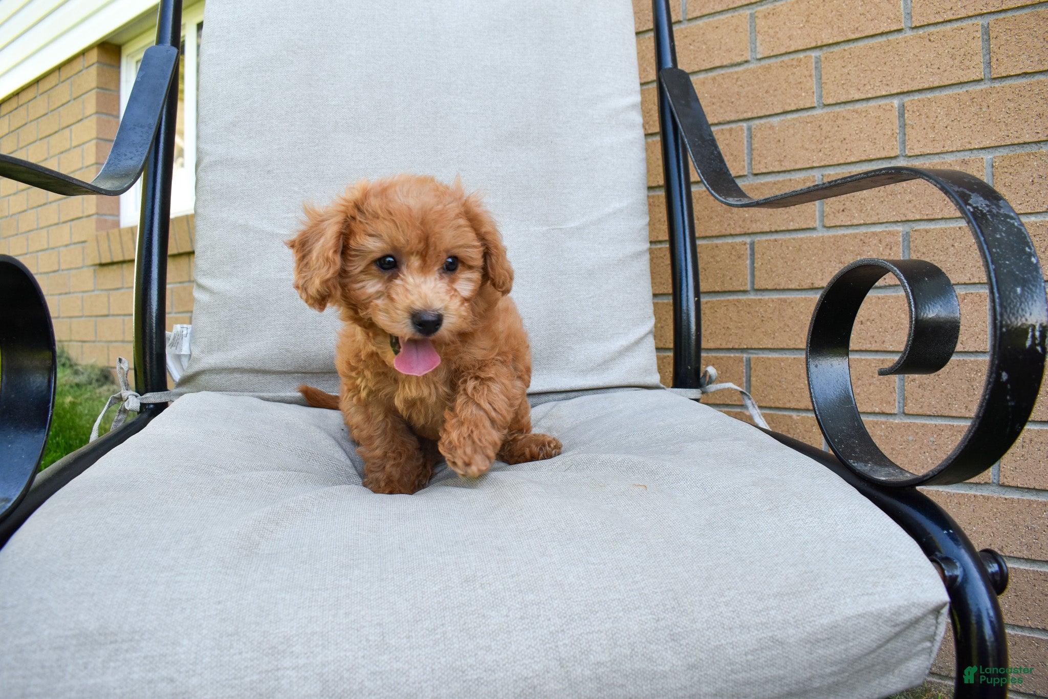 Bichpoo dogs  Kody 🐶💖 - Ad 1