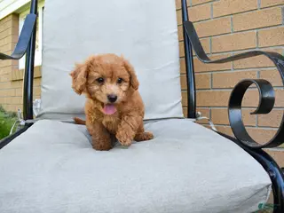 Bichpoo dogs for sale: Kody 🐶💖 - Ad 4