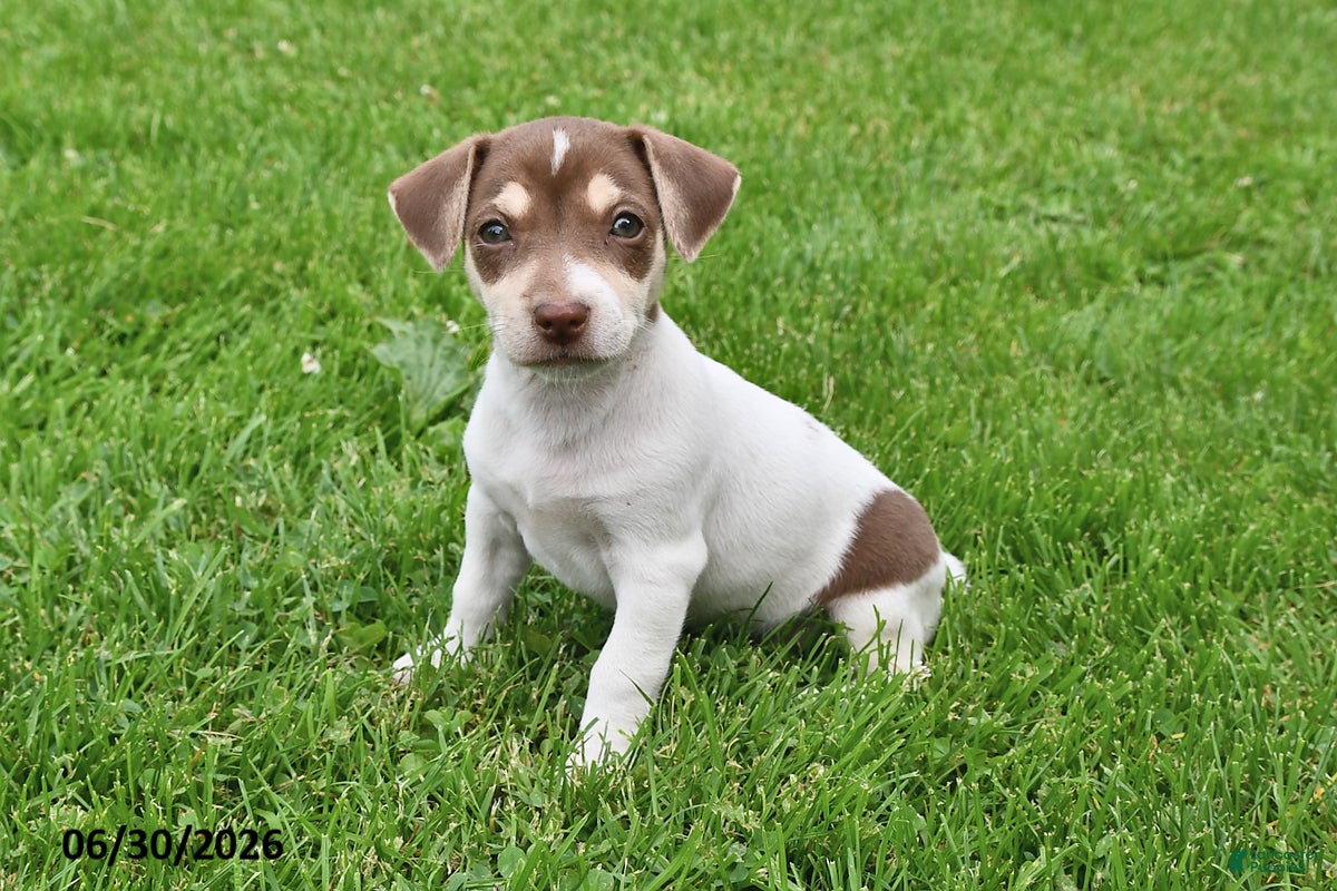 Jack Russell Terrier dogs Mocha - Ad 1