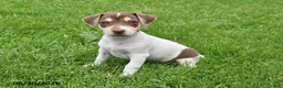 Jack Russell Terrier dogs for sale: Mocha - Ad 1