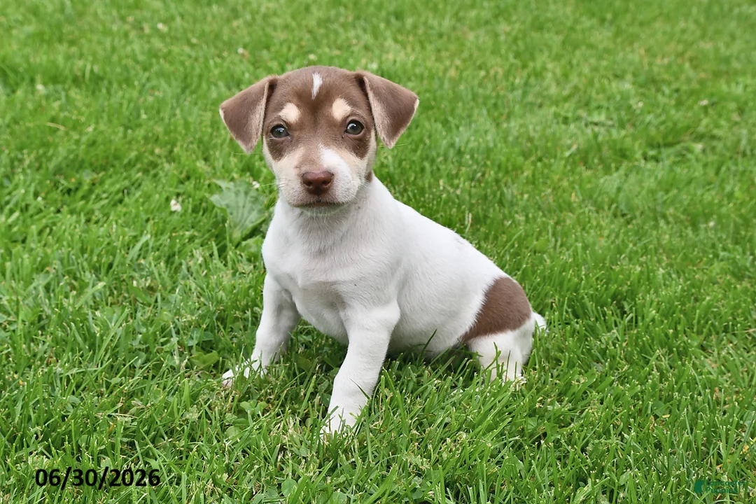 Jack Russell Terrier dogs for sale: Mocha - Ad 1