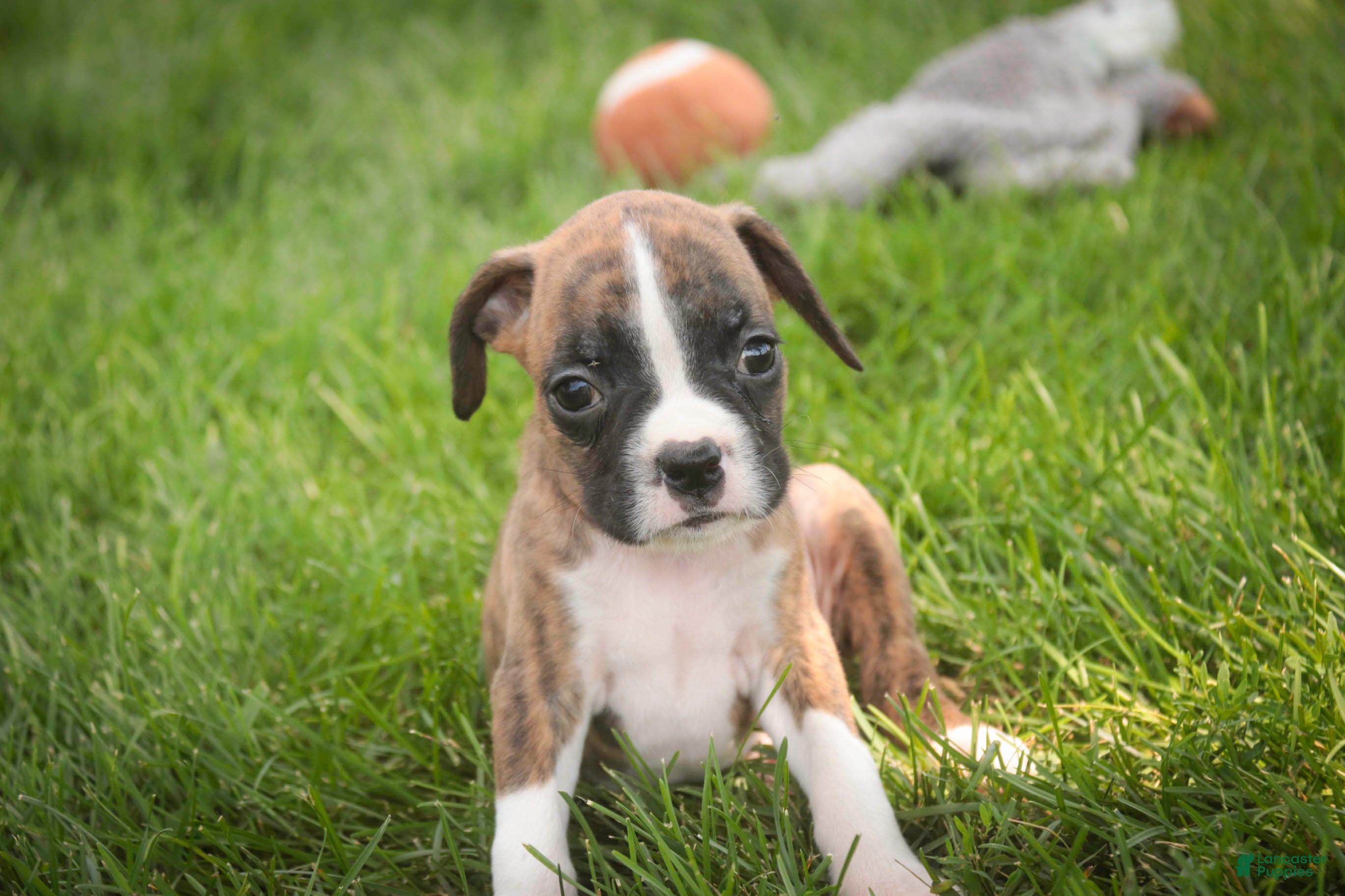 Boxer dogs Rhett - Ad 2