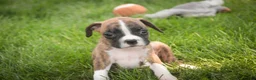 Boxer dogs for sale: Rhett - Ad 2