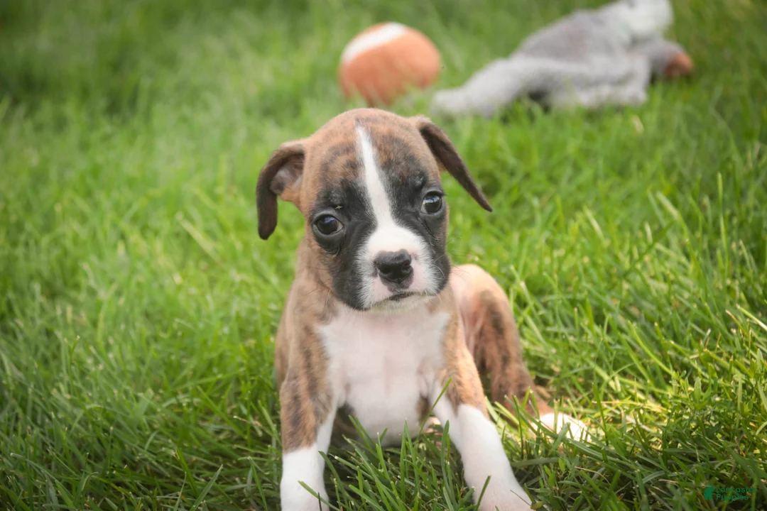 Boxer dogs for sale: Rhett - Ad 2