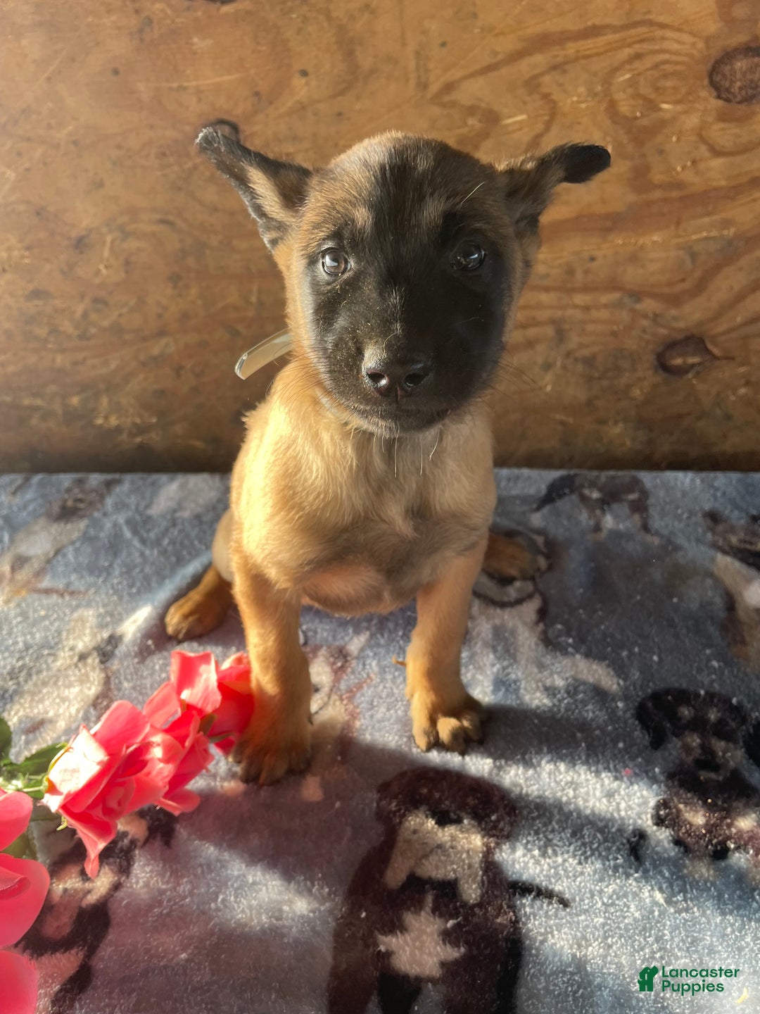 Belgian Malinois dogs for sale: Nova - Ad 3