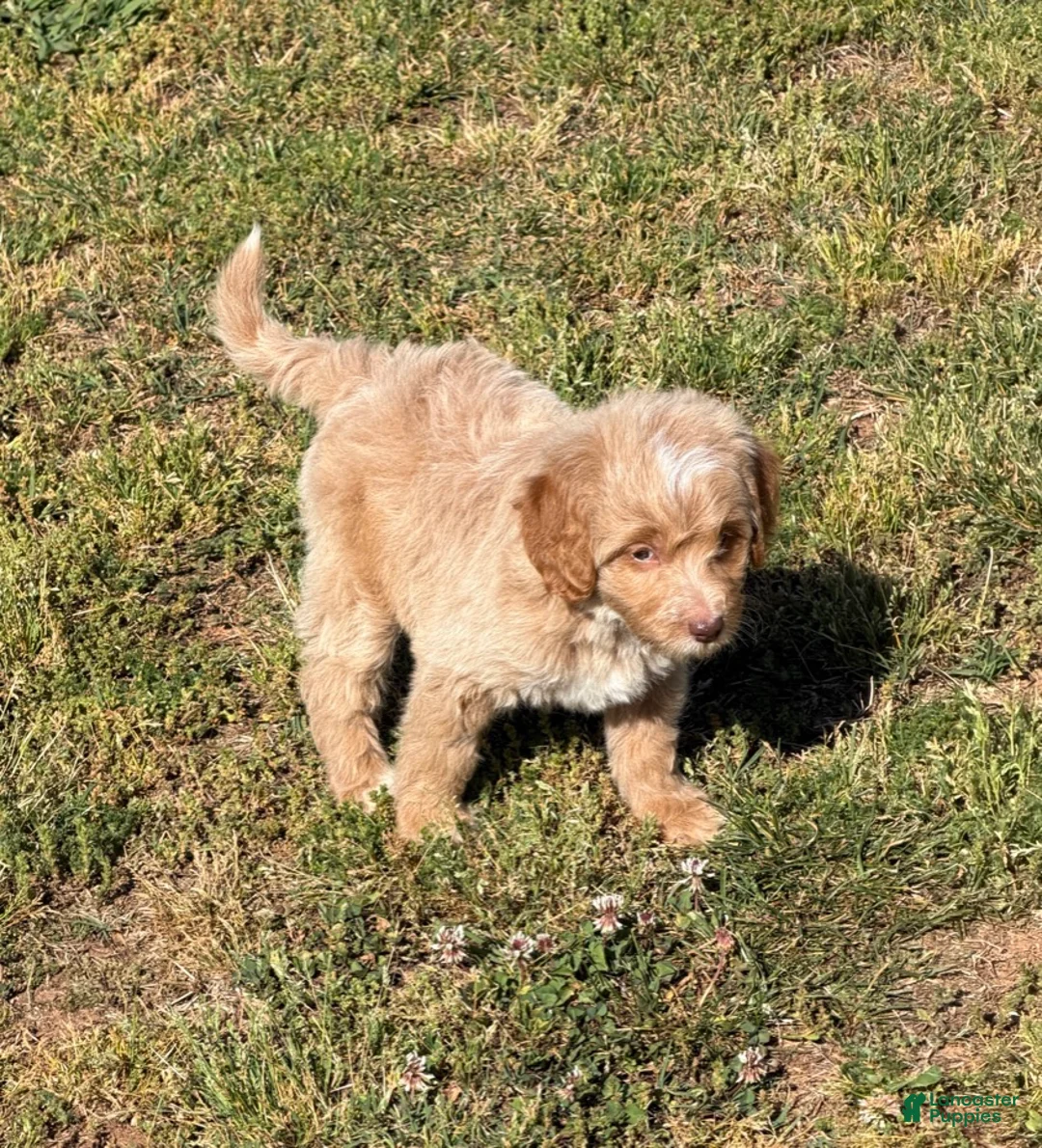 Mini Goldendoodle dogs for sale: Grant - Ad 2