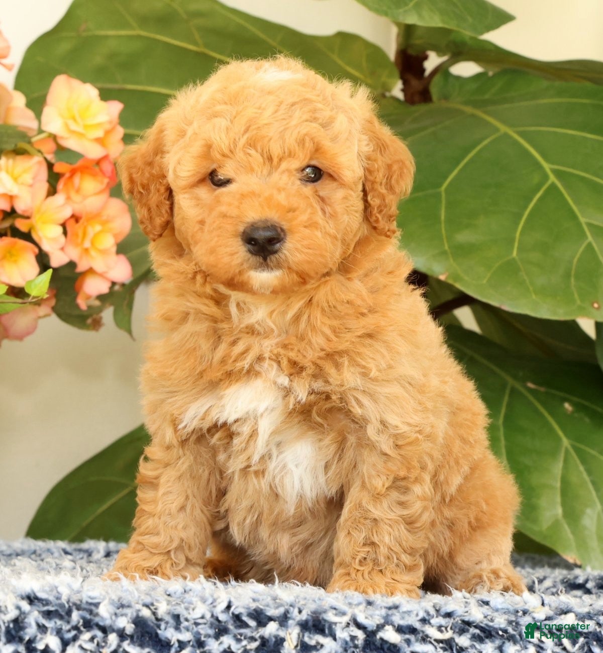 Mini Goldendoodle dogs Clark - Ad 2