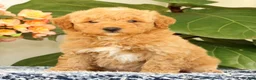 Mini Goldendoodle dogs for sale: Clark - Ad 2