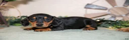 Miniature Dachshund dogs for sale: Sasha - Ad 3