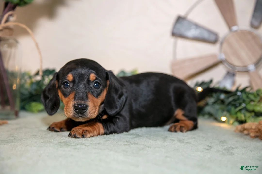 Miniature Dachshund dogs for sale: Sasha - Ad 3