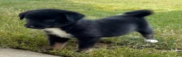 Mixed Breed dogs for sale: Jackson - Ad 5