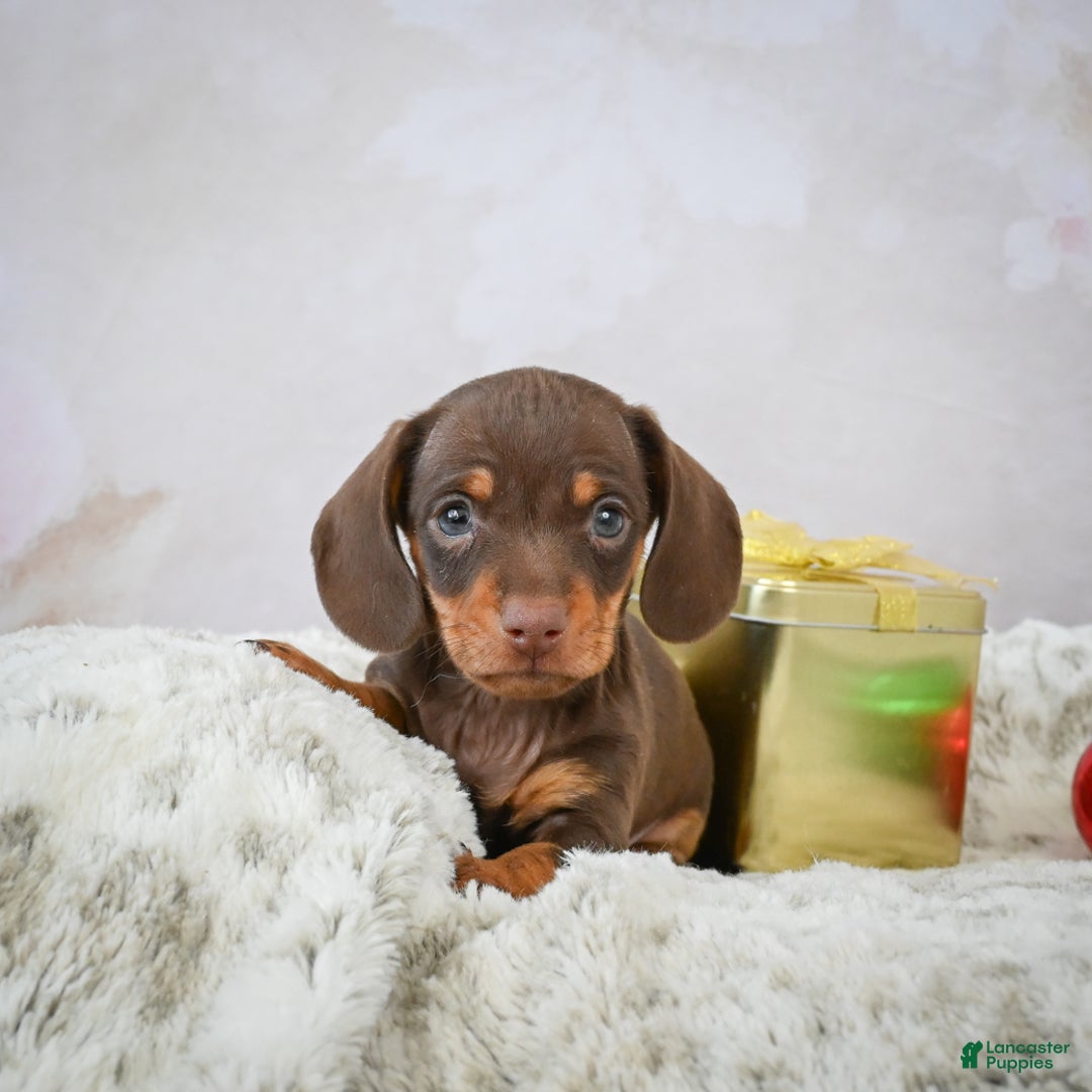 Miniature Dachshund dogs for sale: Peanut - Ad 7