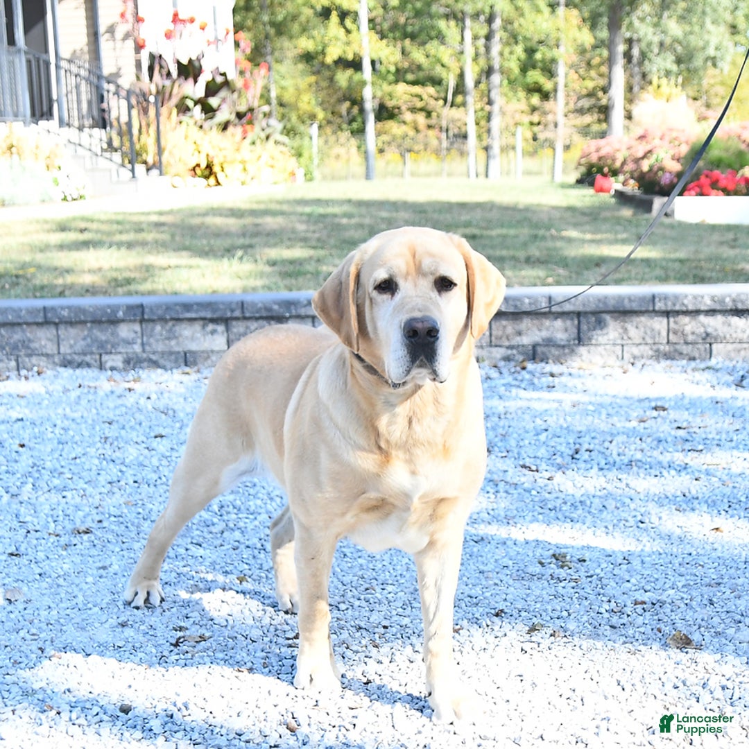 Labrador Retriever dogs for sale: Samson - Ad 7