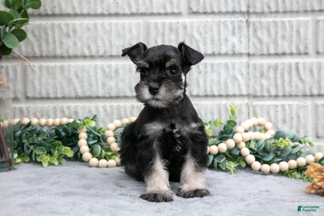 Miniature Schnauzer dogs for sale: Daffodil - Ad 3