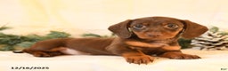 Miniature Dachshund dogs for sale: Corinne - Ad 1