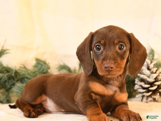 Miniature Dachshund dogs Corinne - Ad 12