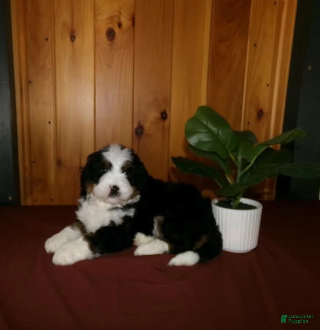Mini Bernedoodle dogs for sale: Austin - Ad 1