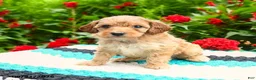 Mini Goldendoodle dogs for sale: Bundles - Ad 9
