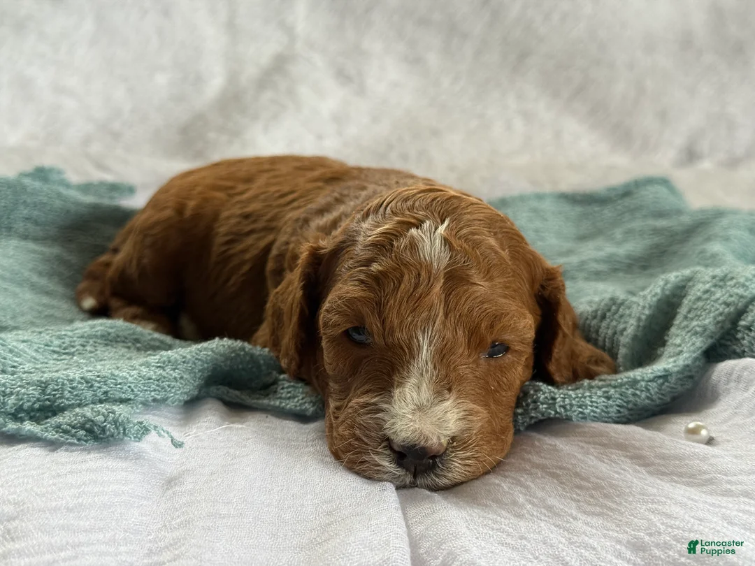 Cavapoo dogs for sale: Atlas - Ad 4