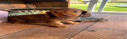 Miniature Dachshund dogs for sale: Diesel - Ad 1