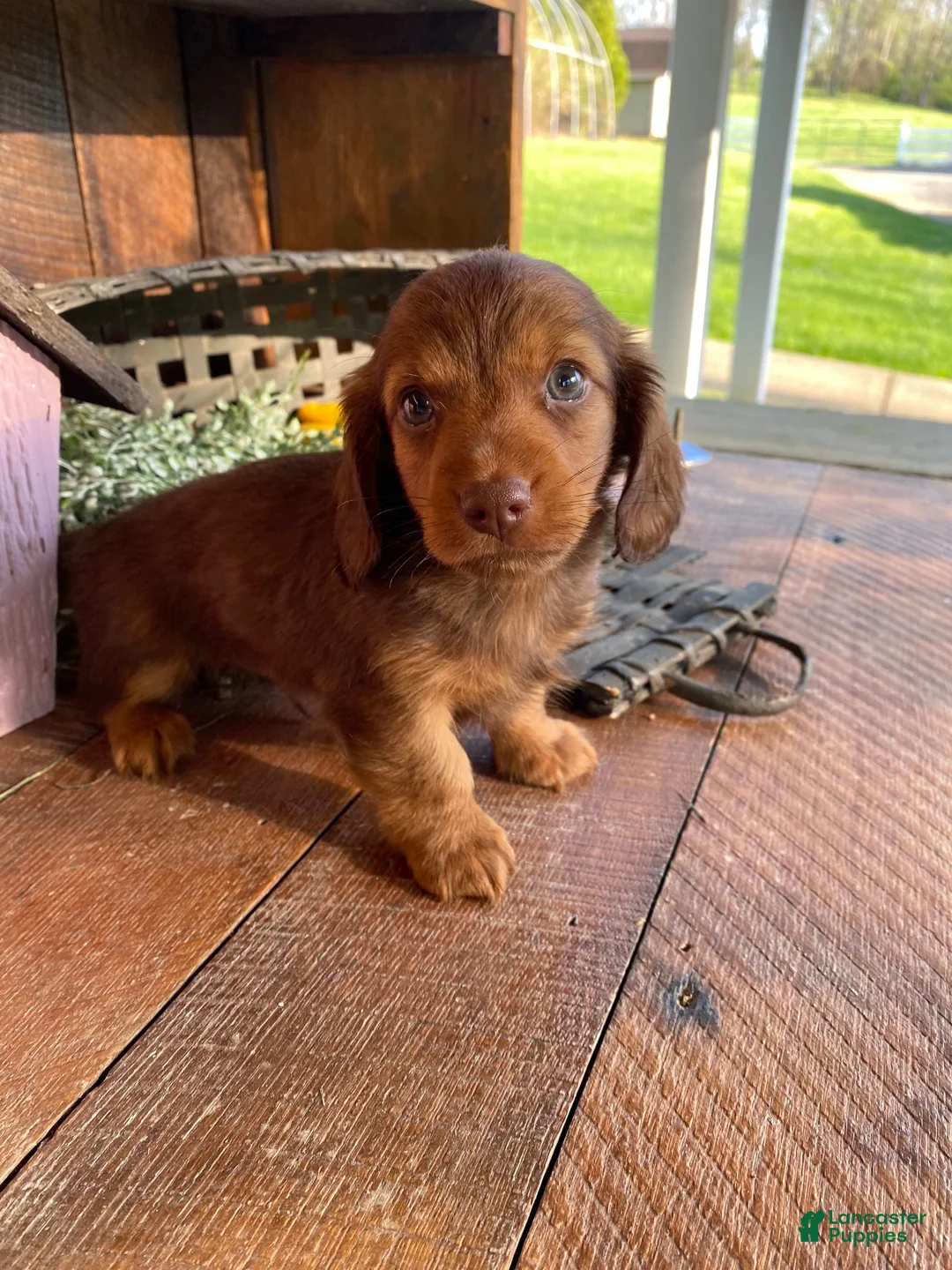 Miniature Dachshund dogs for sale: Diesel - Ad 1