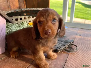 Miniature Dachshund dogs for sale: Diesel - Ad 3