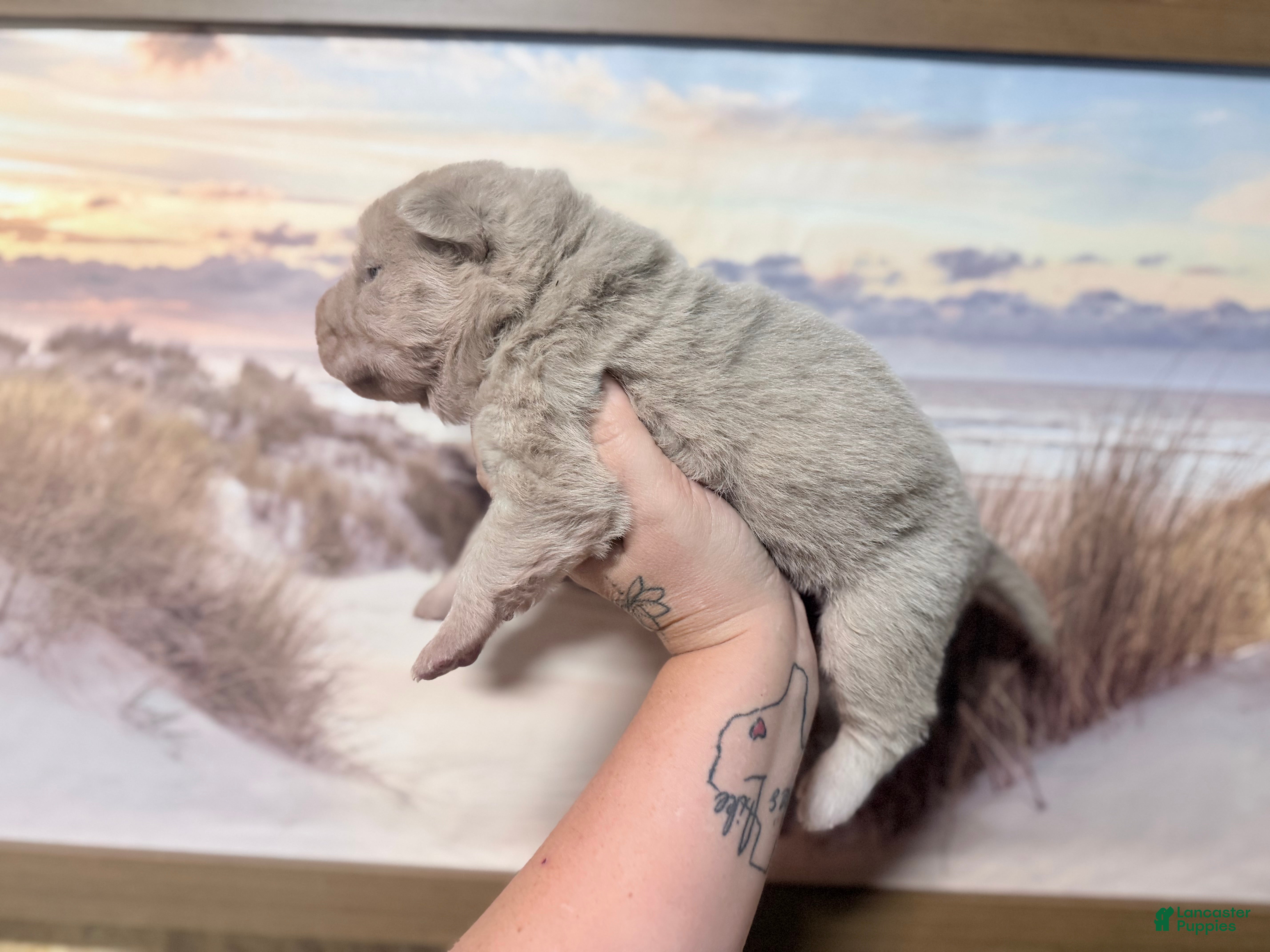 Shar Pei dogs Stefon - Ad 2