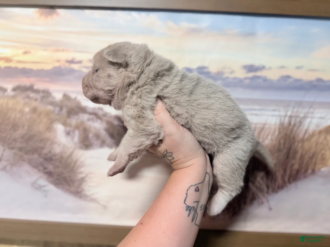Shar Pei dogs for sale: Stefon - Ad 2