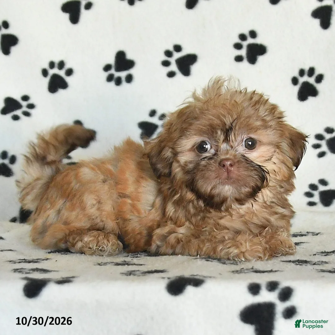 Shih Tzu dogs for sale: Otto - Ad 5
