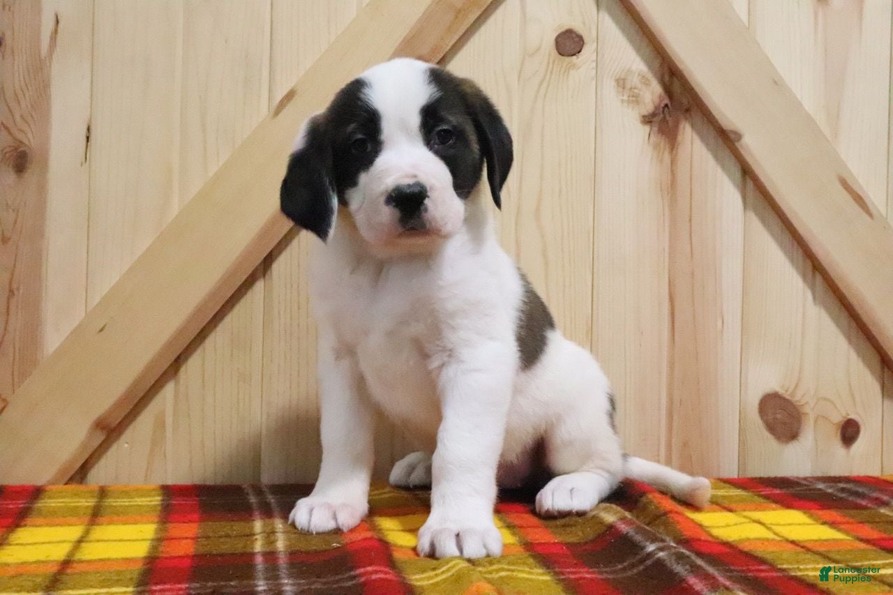 Saint Bernard dogs Tinsel - Ad 12