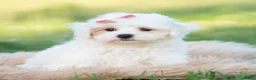 Maltipoo dogs for sale: Pongo - Ad 8