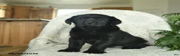Labrador Retriever dogs for sale: Misty  - Ad 4