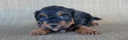 Shihpoo dogs for sale: Maui  - Ad 2