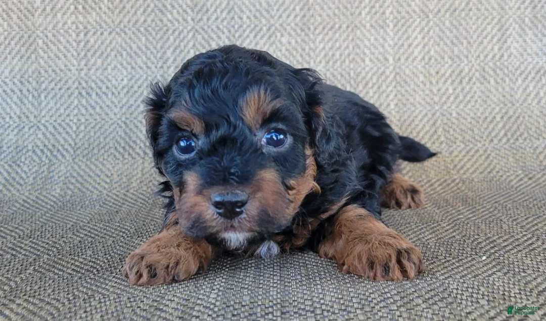 Shihpoo dogs for sale: Maui  - Ad 2