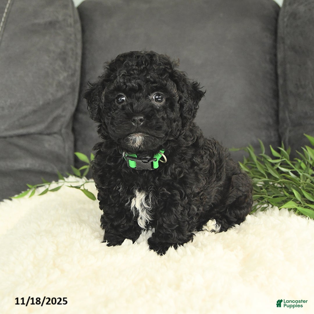 Mixed Breed dogs for sale: Moses - Ad 1