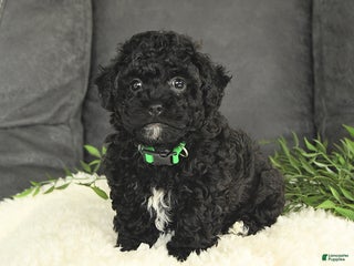 Mixed Breed dogs Moses - Ad 29