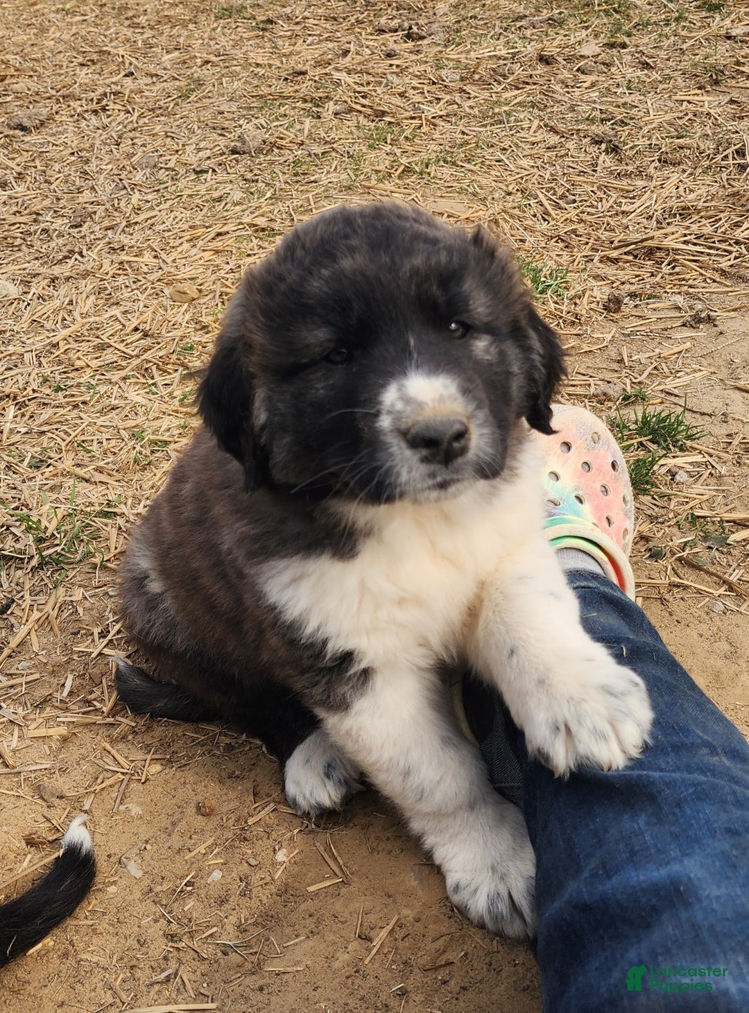 Anatolian Shepherd dogs for sale: Zena 2025 F1 ASD puppy - Ad 7