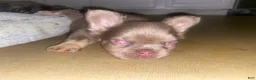 French Bulldog dogs for sale: Teddy  - Ad 3