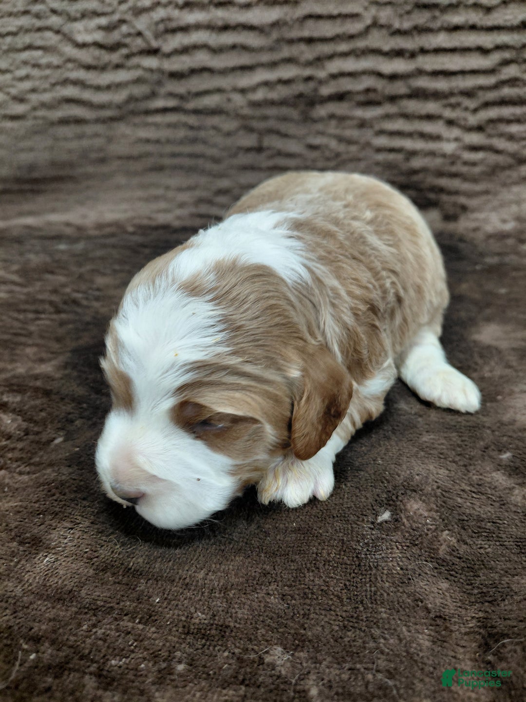 Mini Bernedoodle dogs for sale: Mr Awesome - Ad 5